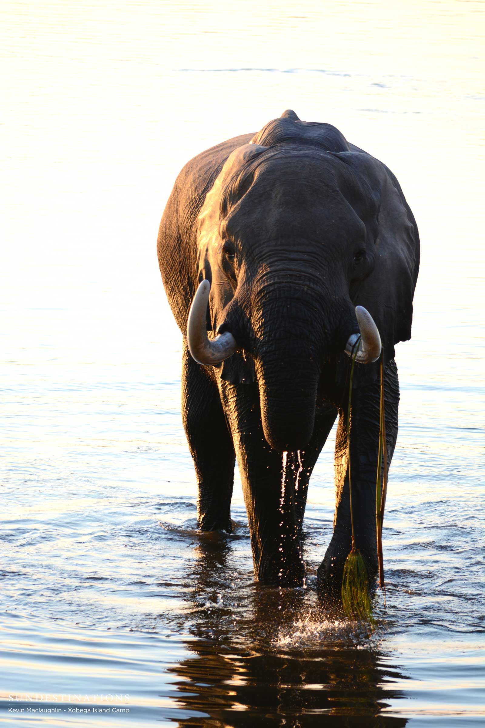 Elephant at Xobega Island Camp