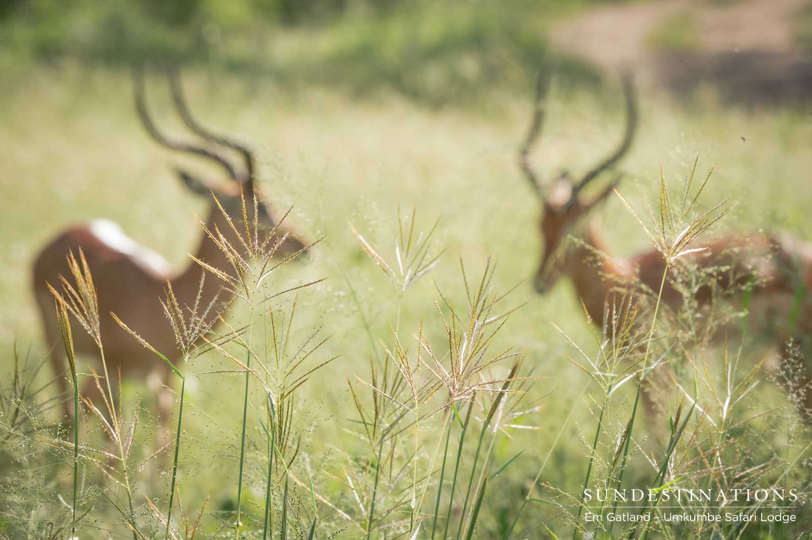 Impala at Umkumbe Safari Lodge