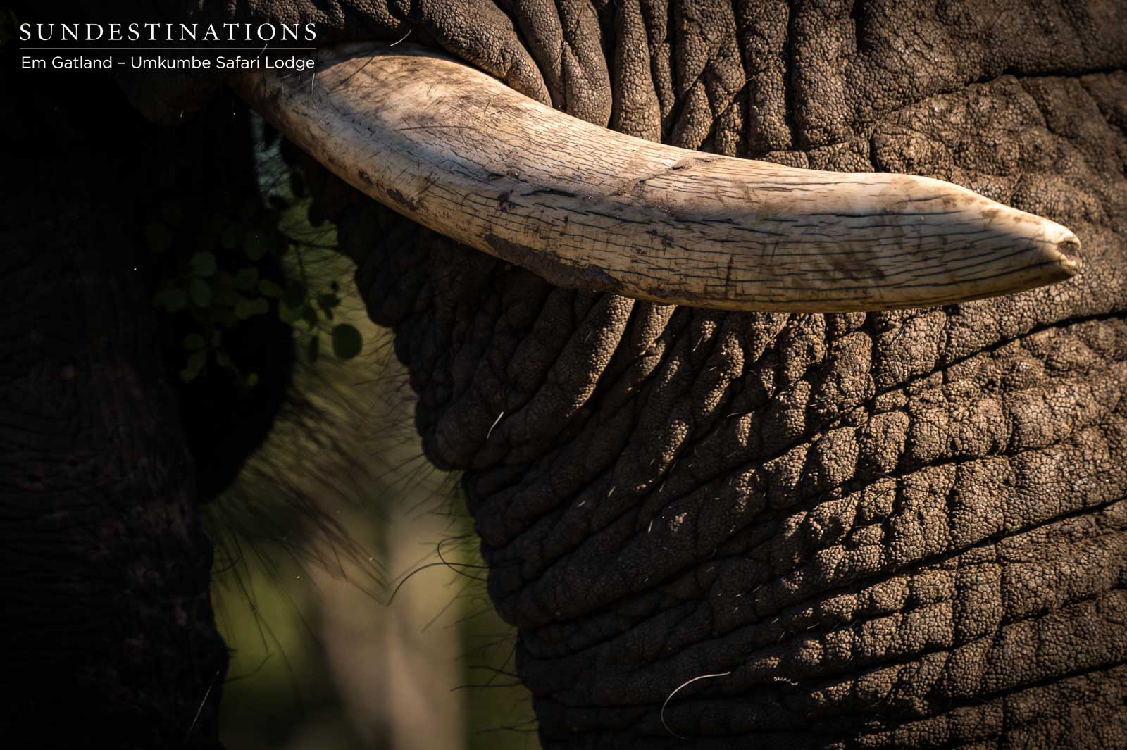 Elephant at Umkumbe Safari Lodge