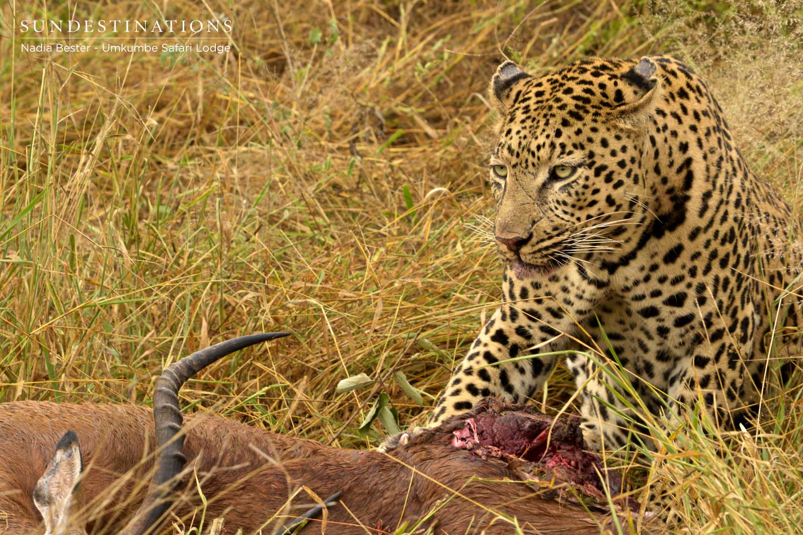 Leopard at Umkumbe