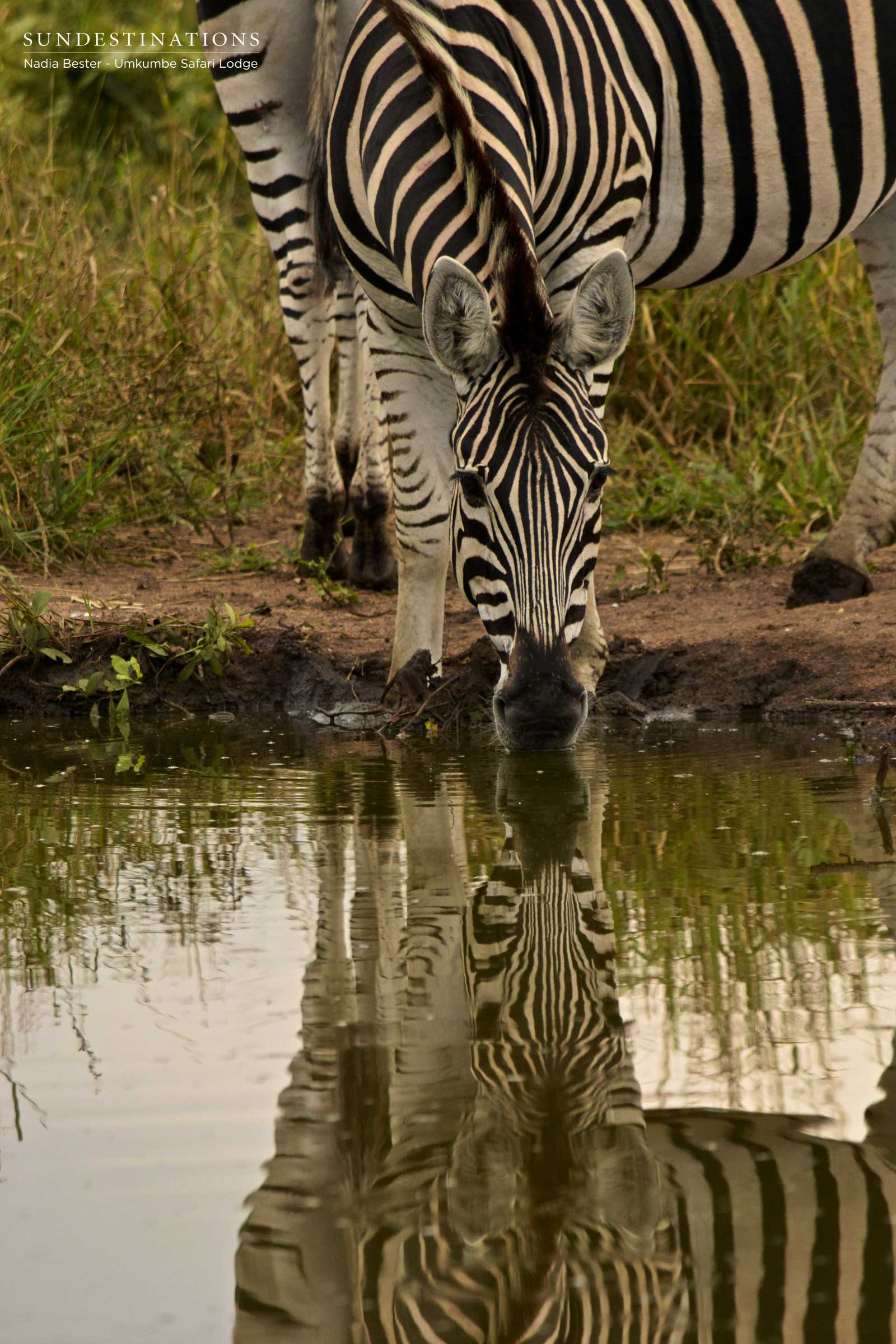 Umkumbe Zebra