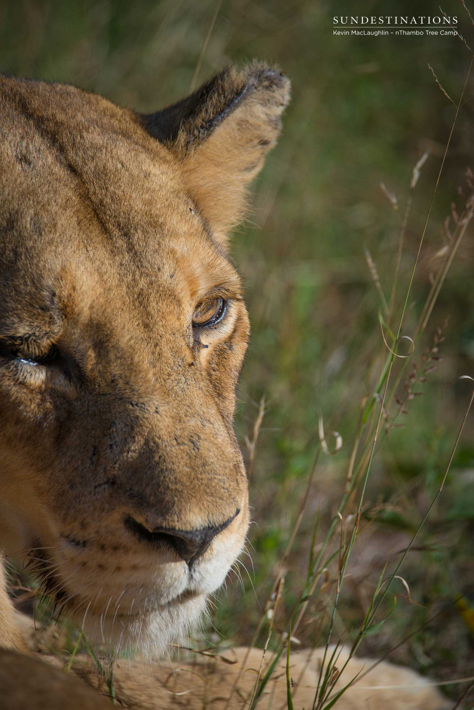 nThambo Lioness