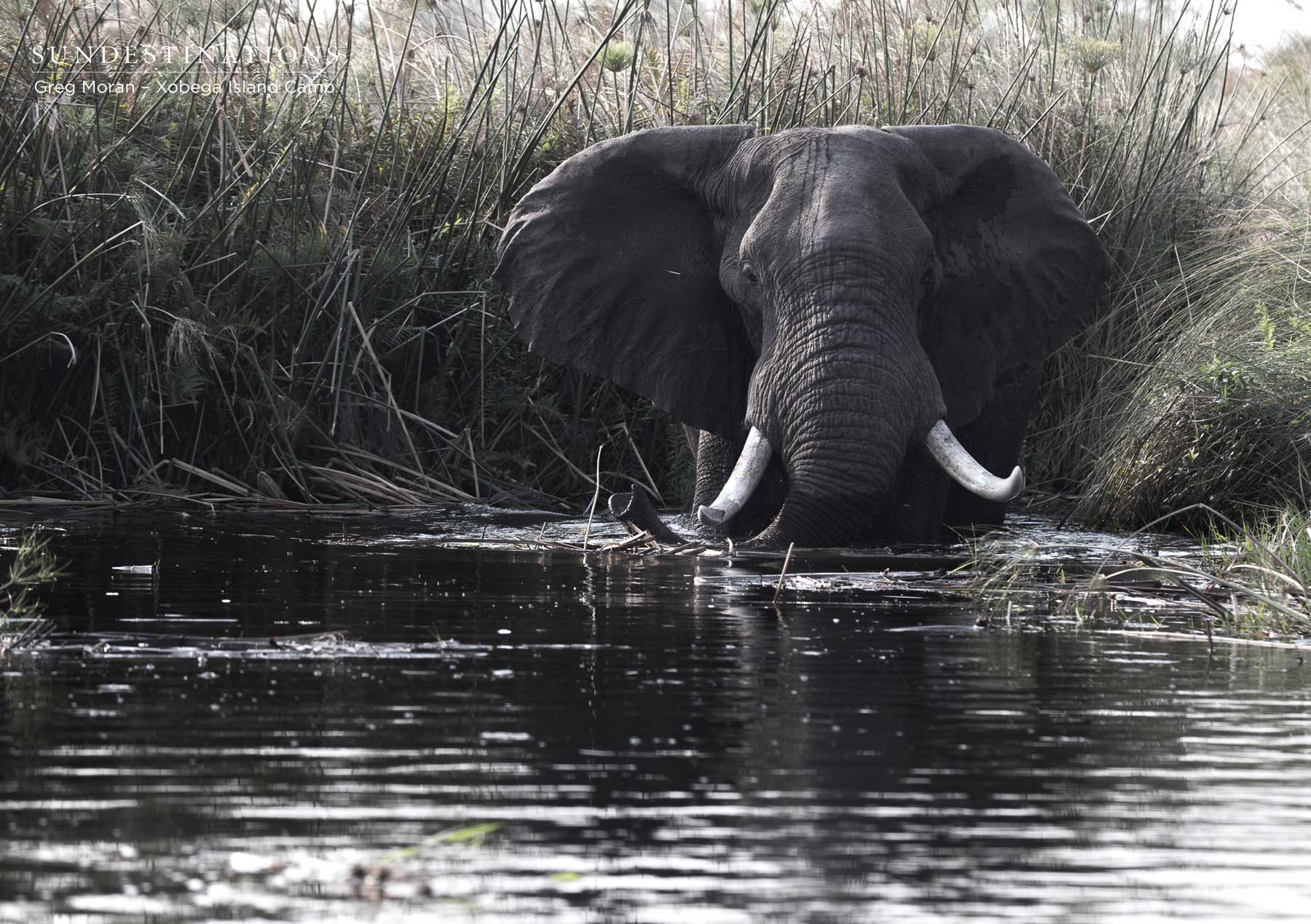 Elephant Crossing the Delta