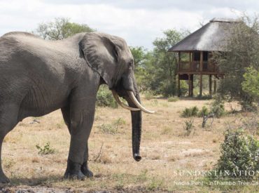 nThambo Tree Camp is a gentle oasis located in the midst of the wild Klaserie. Wooden chalets on stilts are dotted around a main central area and the camp is completely unfenced. A hint of a waterhole lies in front of the splash pool; and both sources of water are a major drawcard for a […]