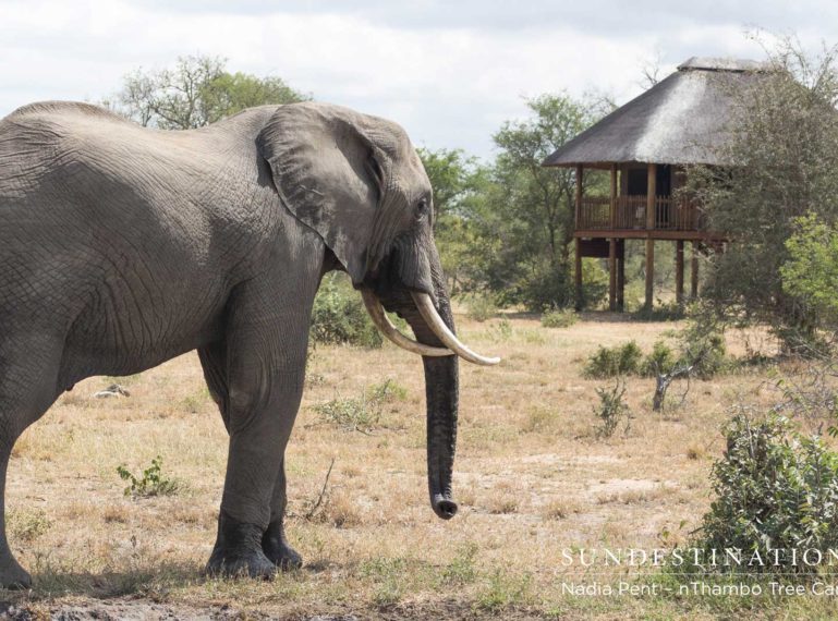 A Wild Life at nThambo Tree Camp