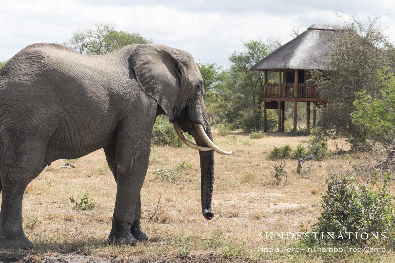 Elephant in Camp - nThambo