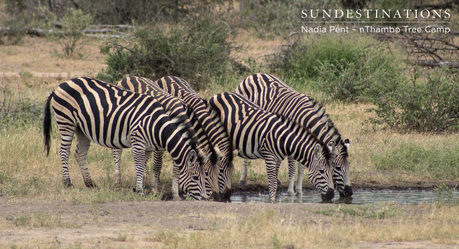 nThambo Zebra at Waterhole