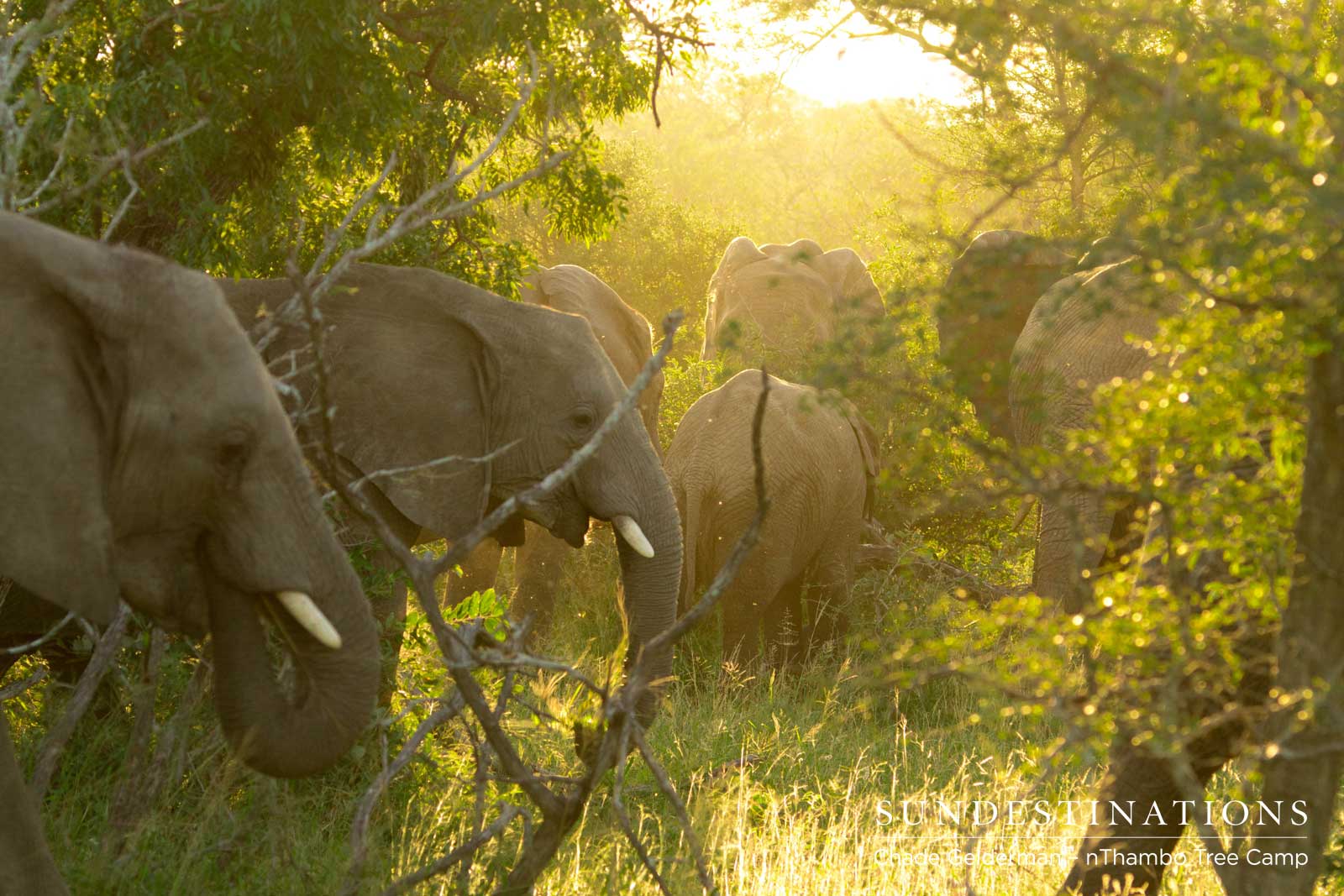 Elephant Herd at nThambo Tree Camp
