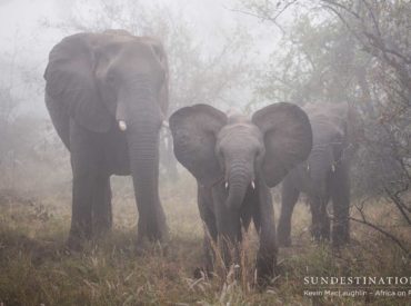 Old legends have returned to their neighbourhood to stake their claim on previously “owned” turf,  newcomers have scuttled into the shadows and the mistresses of the bushveld have followed the old legends. Leopards have bolted down trees in front of aghast guests, plains game have idled in the midst of dense shrubbery while our game viewers trundle […]