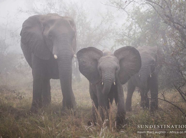 Week in Pics : Return of the Powerful Bushveld Veterans