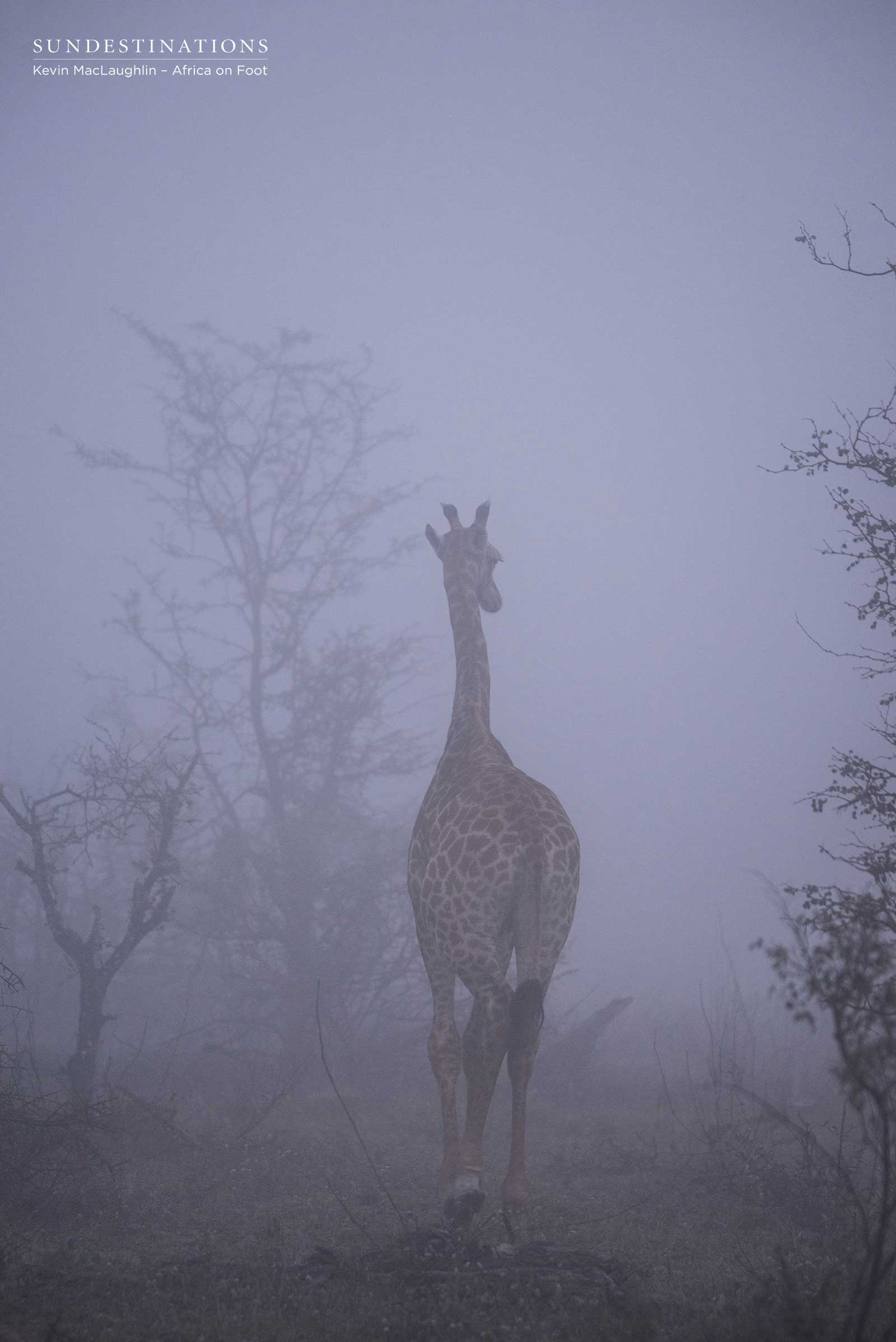 Giraffe at Africa on Foot