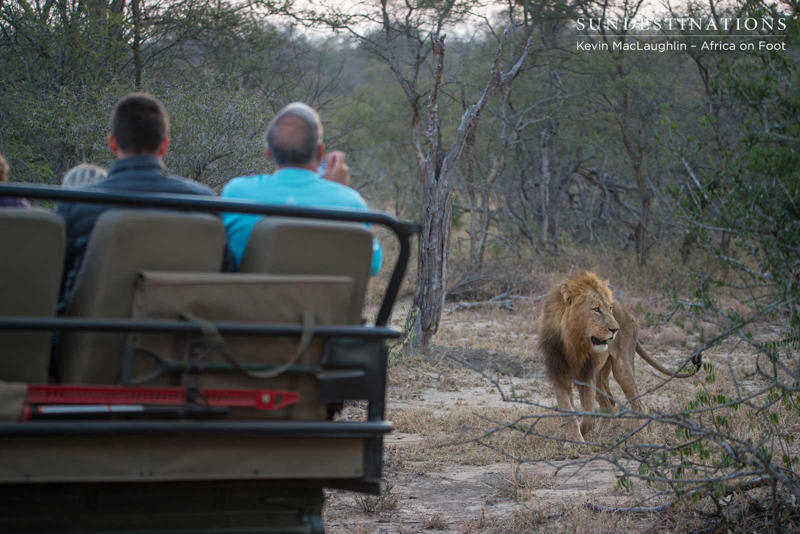 Male Lion at Africa on Foot