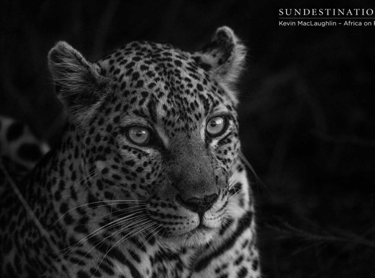 Lions Take Down Prey while Leopard Sits in Tree Above