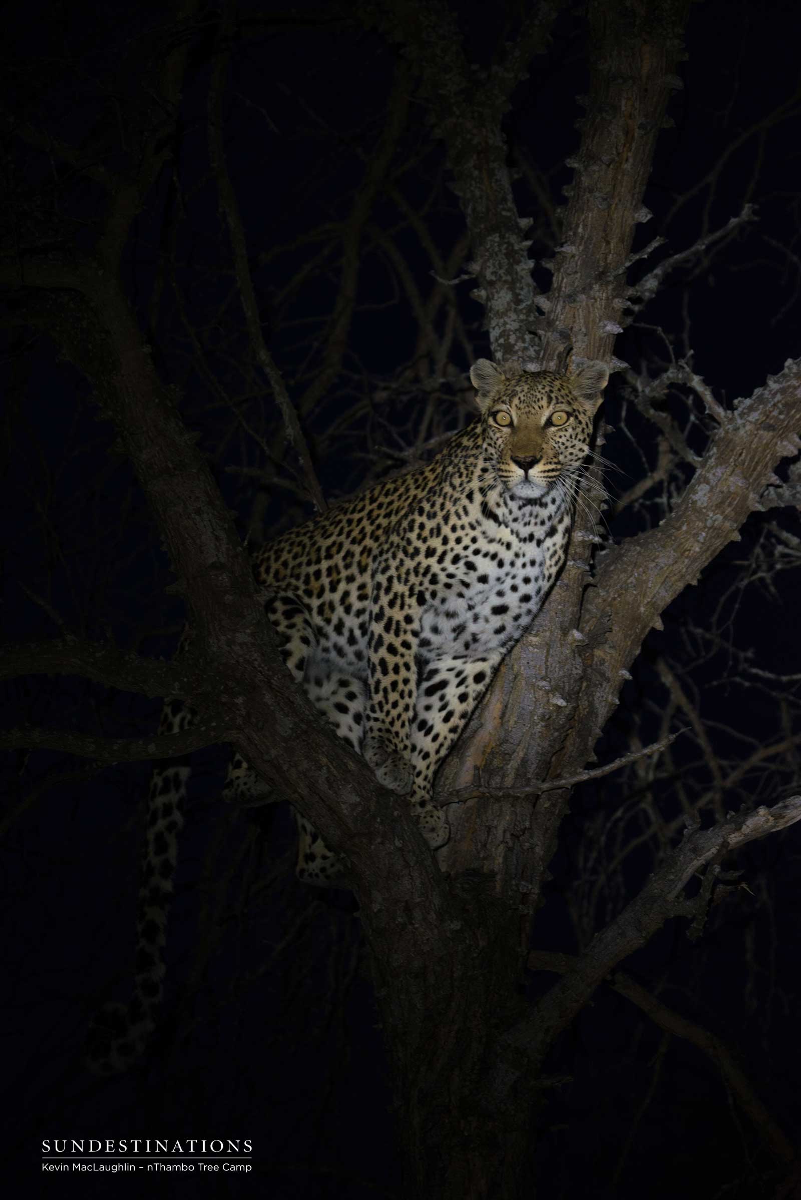 Cleo the Leopardess in Tree
