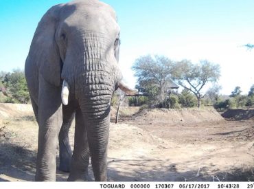 While on safari in a private reserve, the morning activity commences at roughly 5:30 – 6:30 am. Guests are awakened by their khaki-clad ranger and encouraged to emerge from a deep slumber to “come find lions”.  Game drives and bush walks generally span across a time period of 3 hours, and climbing out of your […]