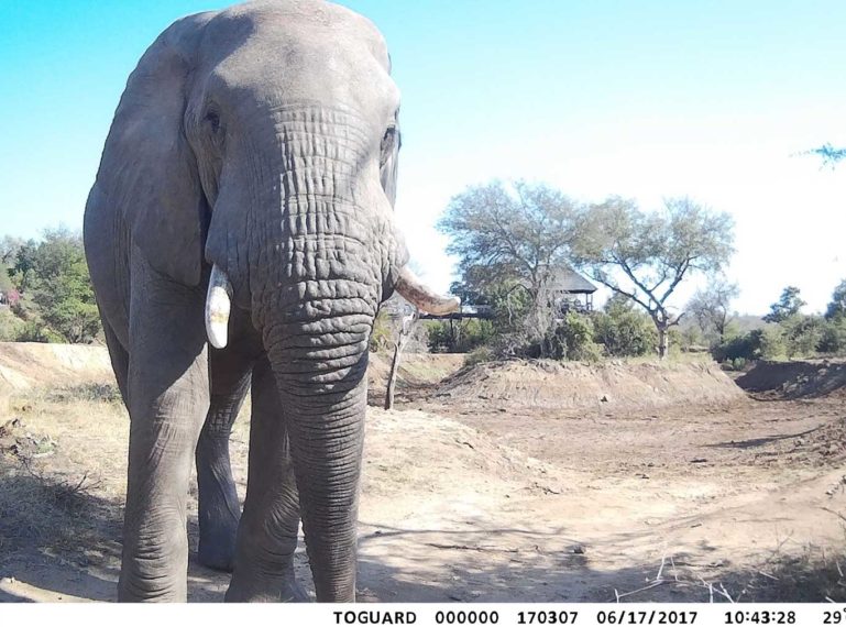 #CameraTrapTales : Ezulwini Game Lodges Films Lions and Ellies