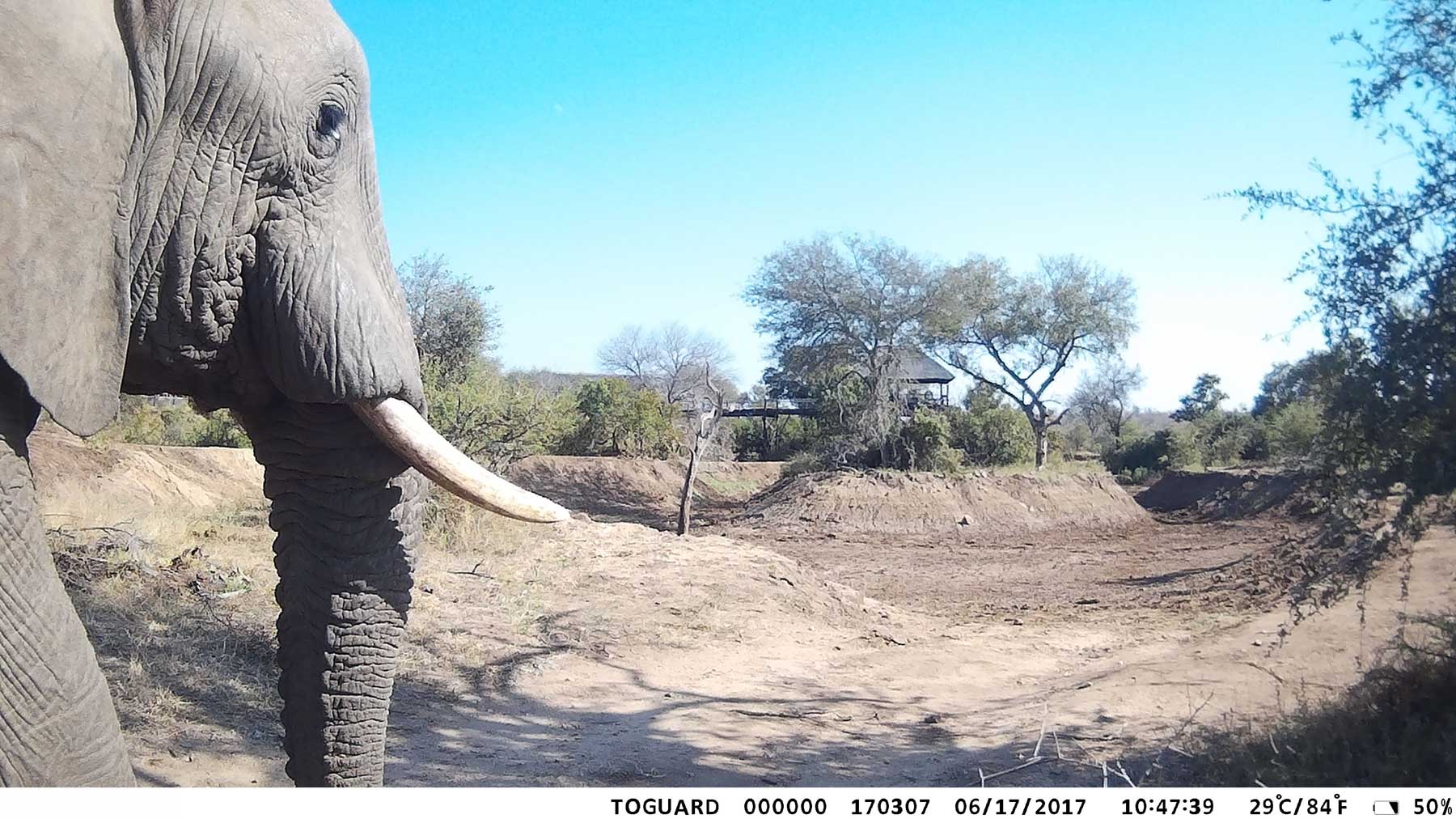 Ezulwini Elephants Camera Trap