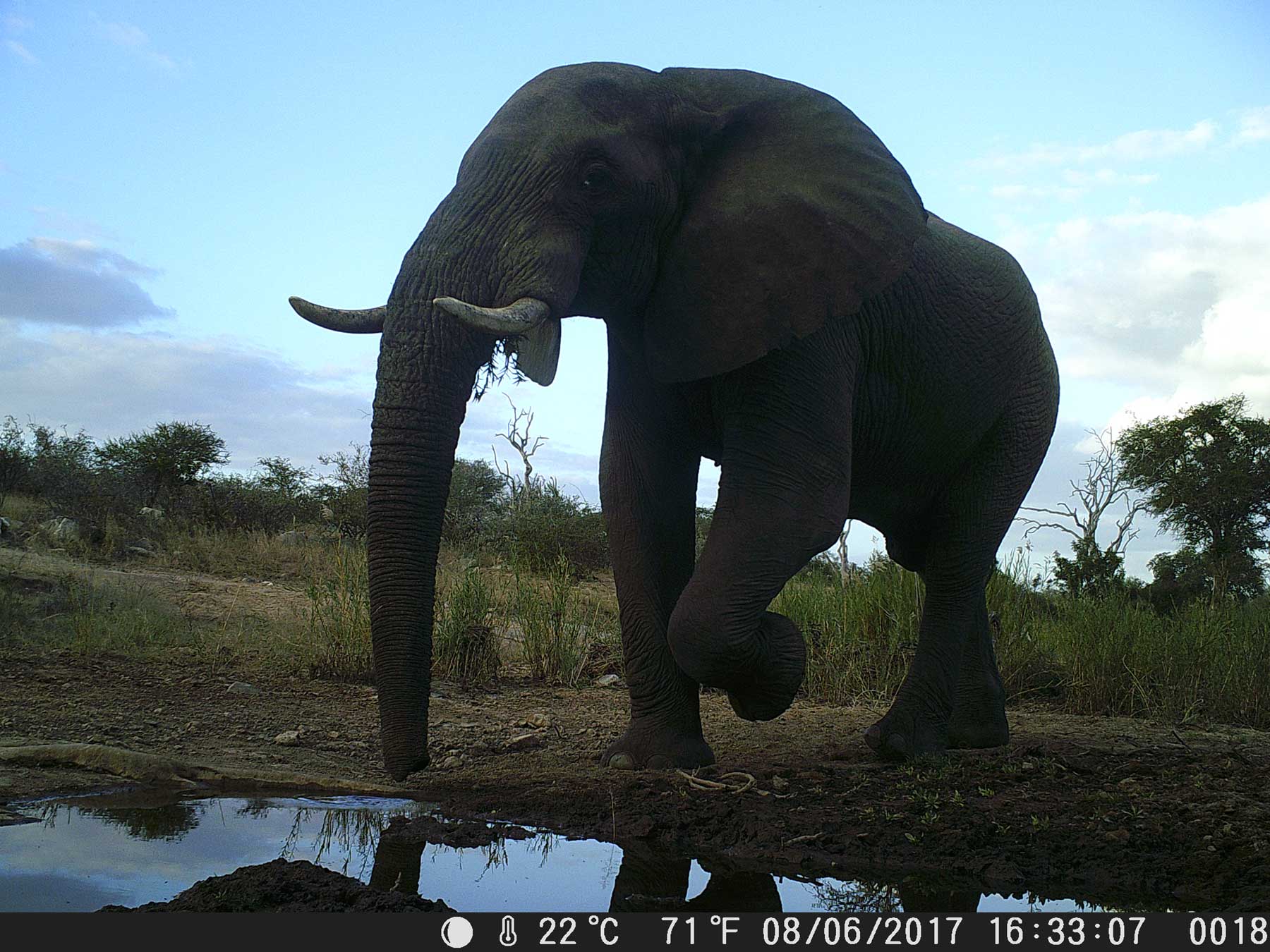 Tusker at Ezulwini Game Lodges