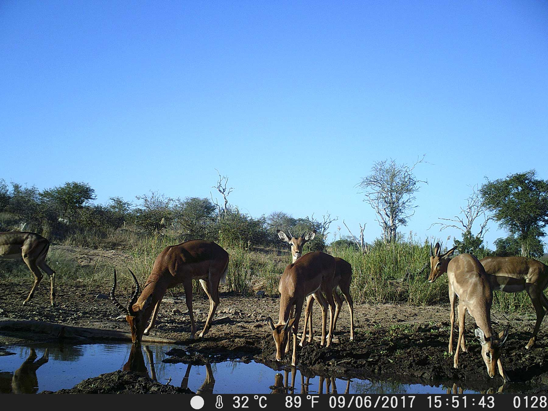 Impala at Waterhole