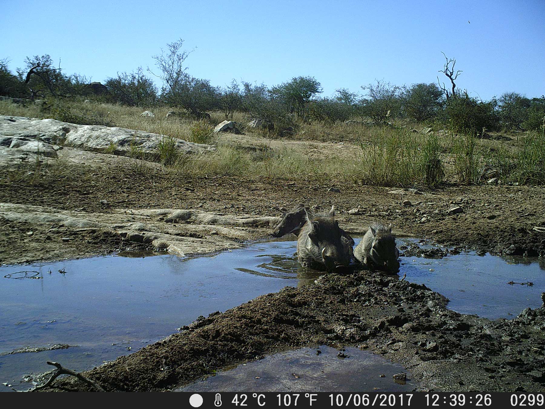 Ezulwini Mudhole with Warthogs