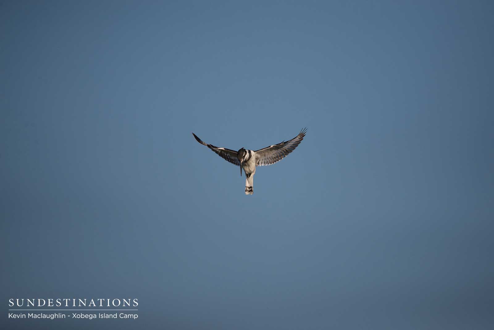 Pied Kingfisher Okavango Delta