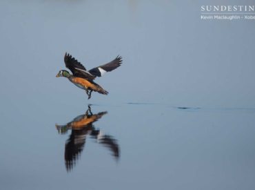 Botswana is a mecca for birders across the globe, who flock to the country to seek out wildfowl, waders and lifers. A bird sighting is always a guarantee – even if it’s a common southern yellow-billed hornbill, the one thing that we can guarantee while on safari is a bird sighting! The Okavango Delta, with […]