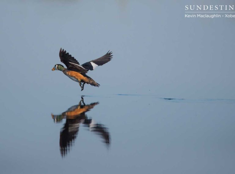 Recent Bird Sightings while Cruising the Okavango Delta