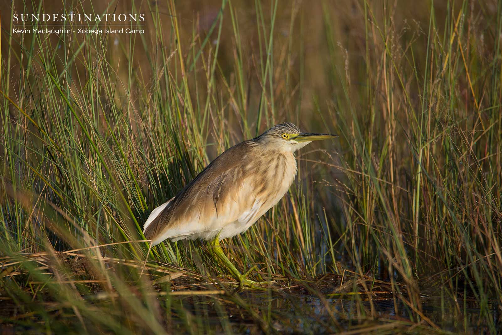 Squacco Heron