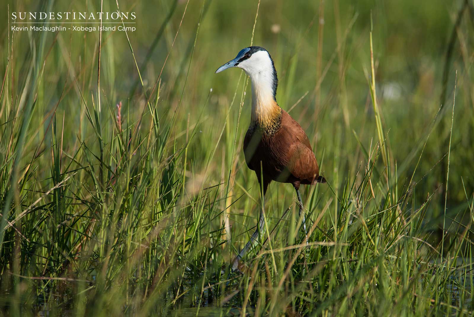 African Jacana Botswana