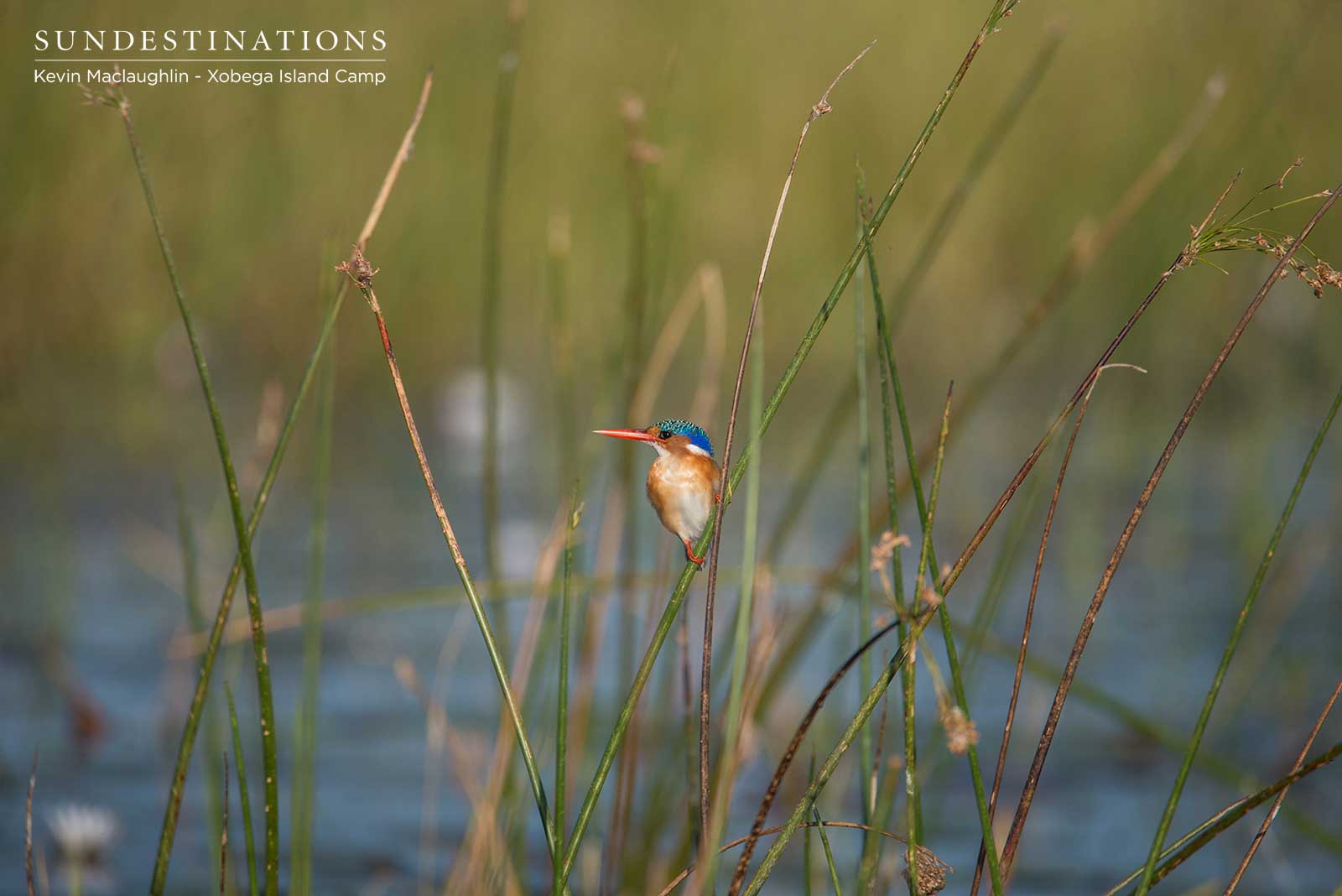 Malachite Kingfisher