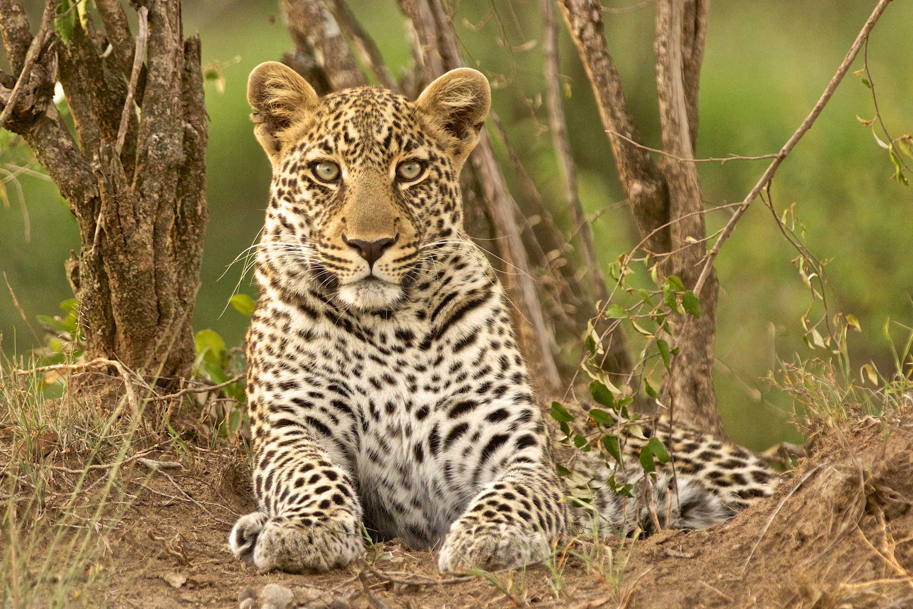 Leopard in Bushveld