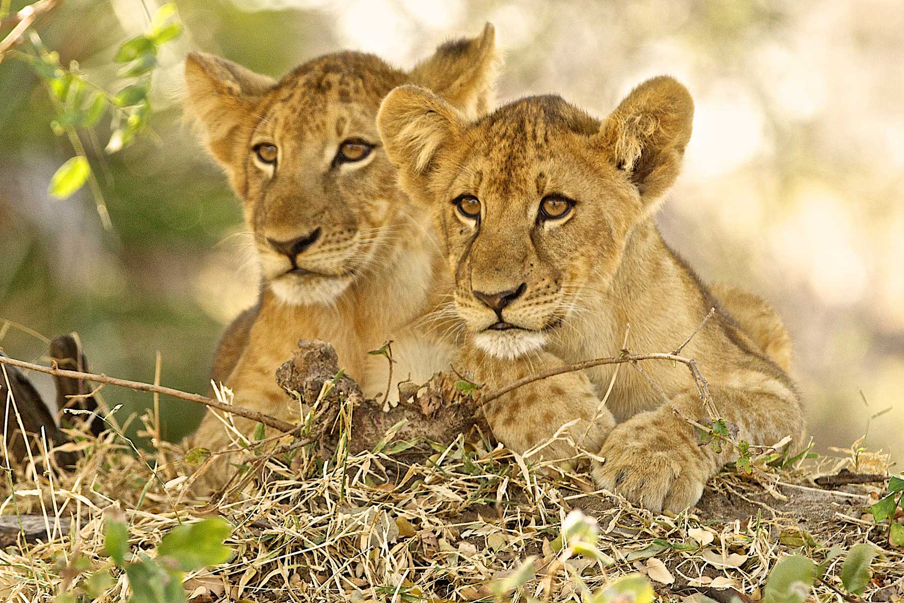 Lion cubs Warren Samuels