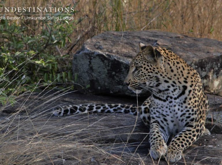 Umkumbe Leopard Update : The Young and the Restless