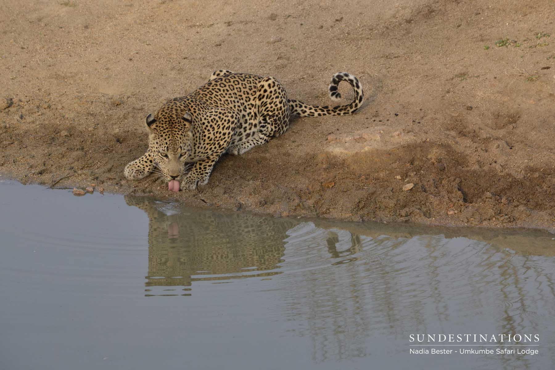Sabi Sand Leopard Drinking