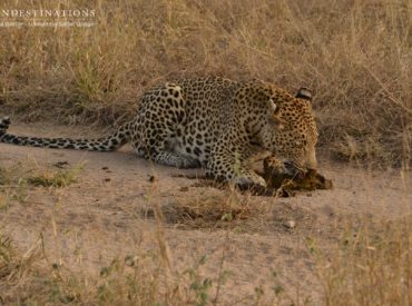 There are common behaviours with cat species that are predictable and easily understood. When leopards mark their territory they may claw trees, scent mark low lying shrubbery and let out a rasping bark to warn off intruders. Because they’re such solitary cats – the loners of the world – they avoid coming into contact with […]