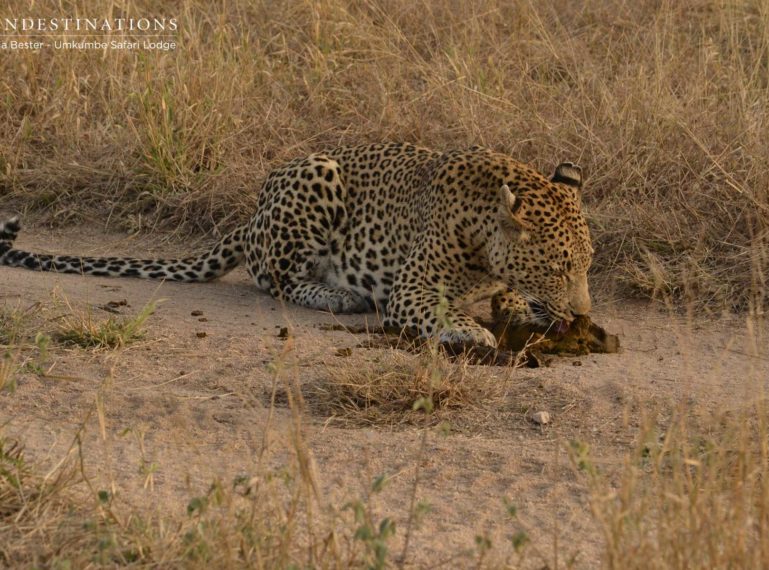 Umkumbe Leopard Update : Mxabene Devours a Pile of Scat