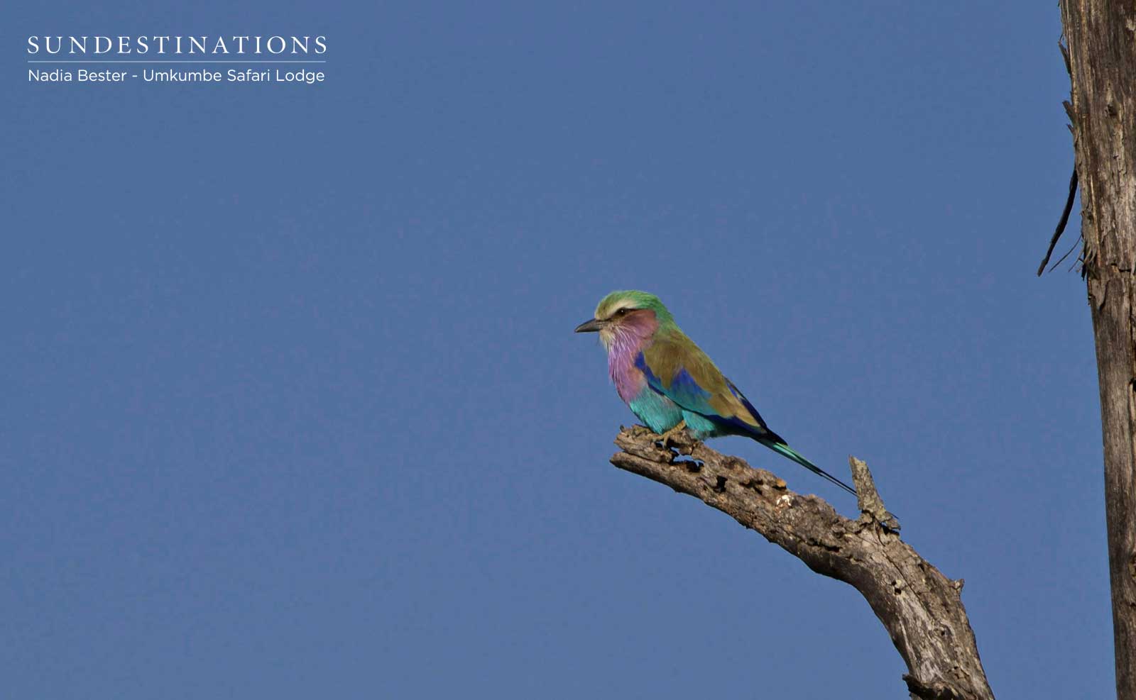 Lilac-breasted Roller Umkumbe