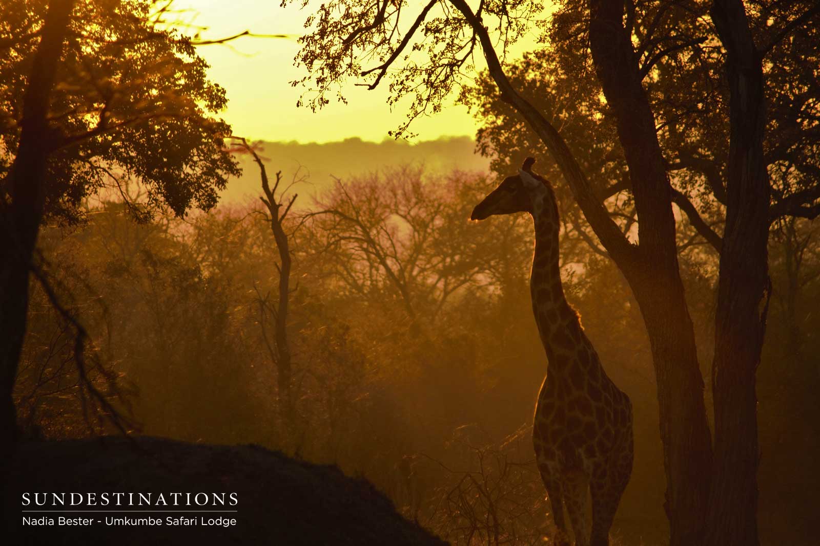 Umkumbe Giraffe Sunset
