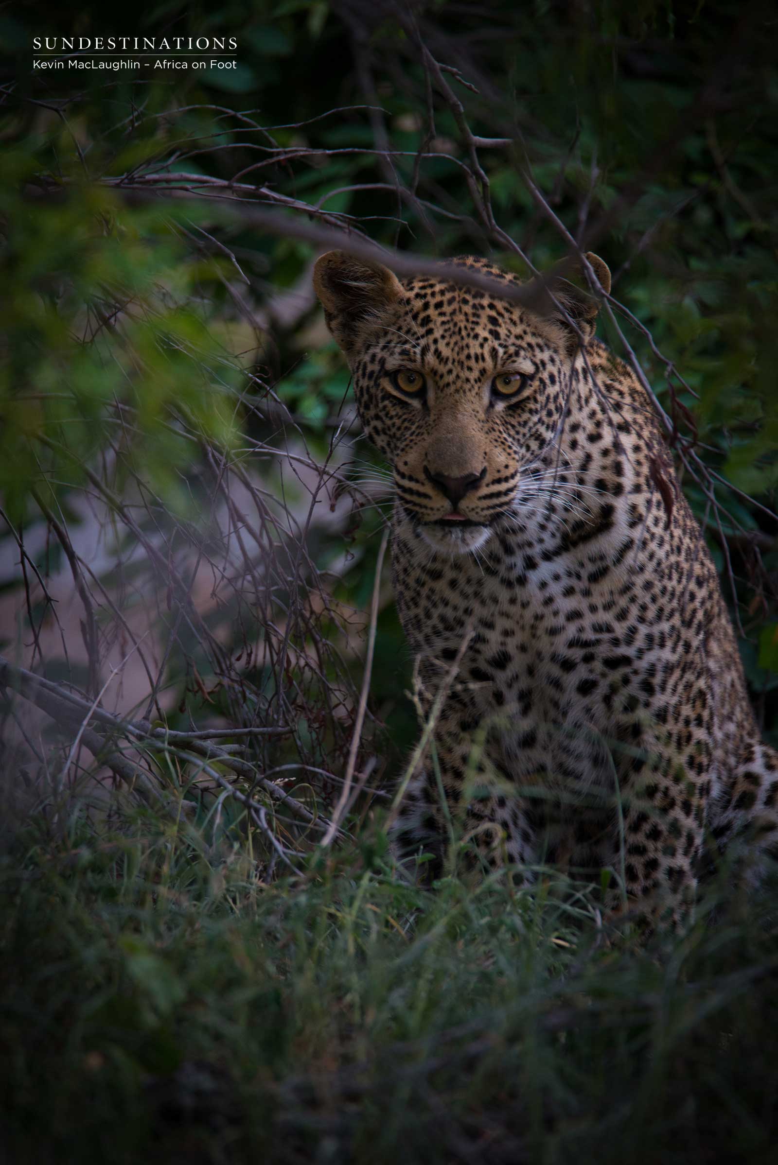 Bundu the Leopard