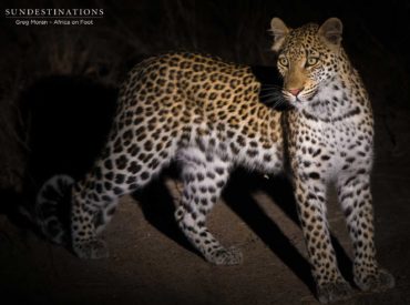 It’s that time of the week again, when we select our top images from our budding photographers to showcase their natural talent at capturing mesmerising moments in the Kruger. When the photos come flooding into our media folders, we look for a common thread throughout. This week, the panthera species are our shining light. The […]