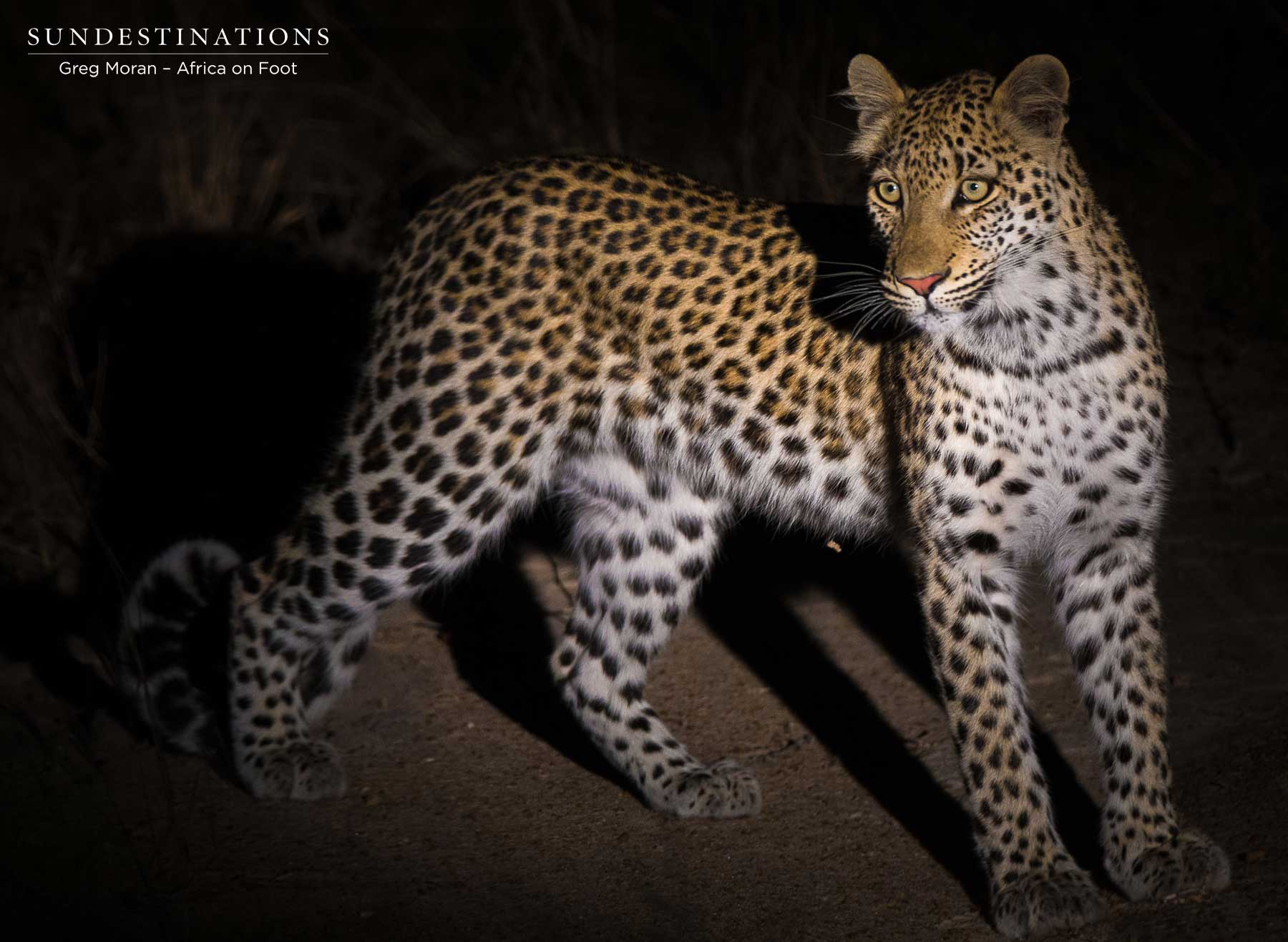 Young Leopard Cub