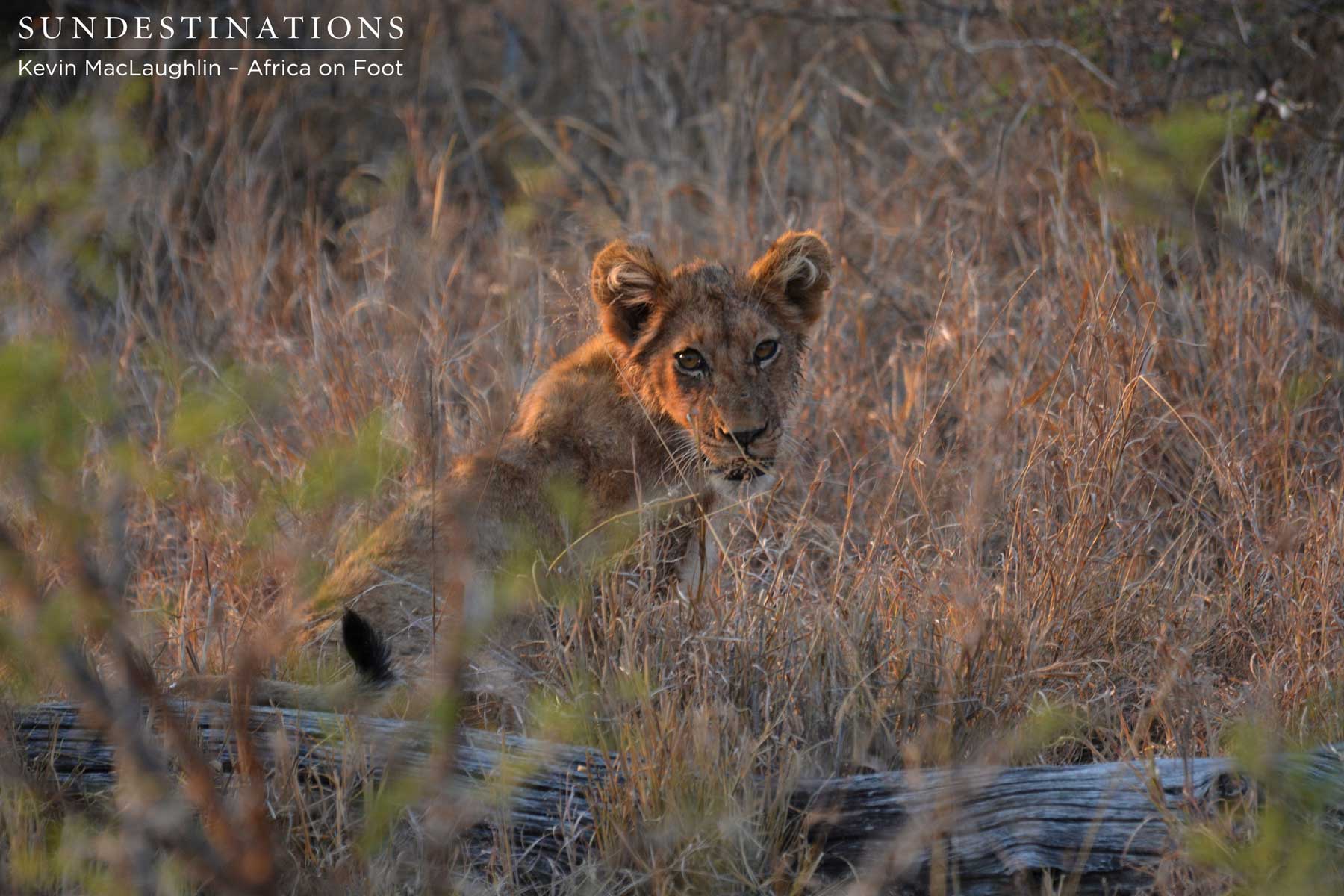 Lion cub Africa on Foot