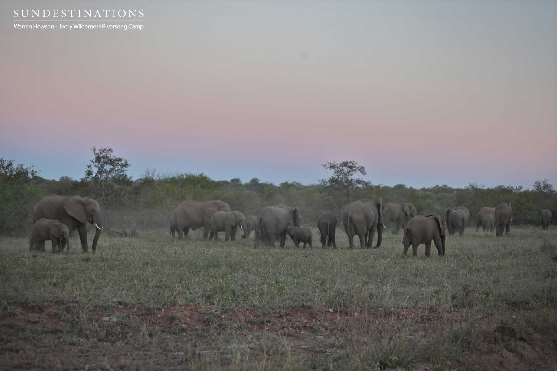 Ivory Wilderness Elephants
