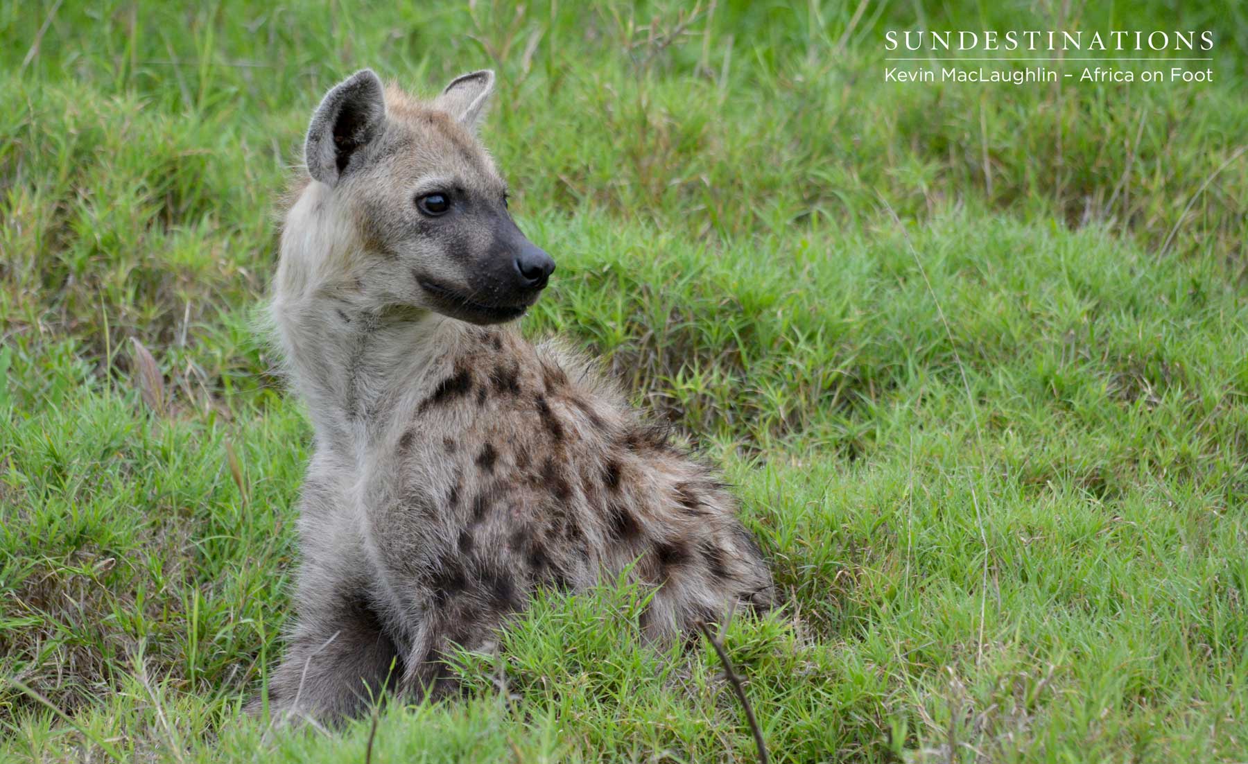 Africa on Foot Hyena