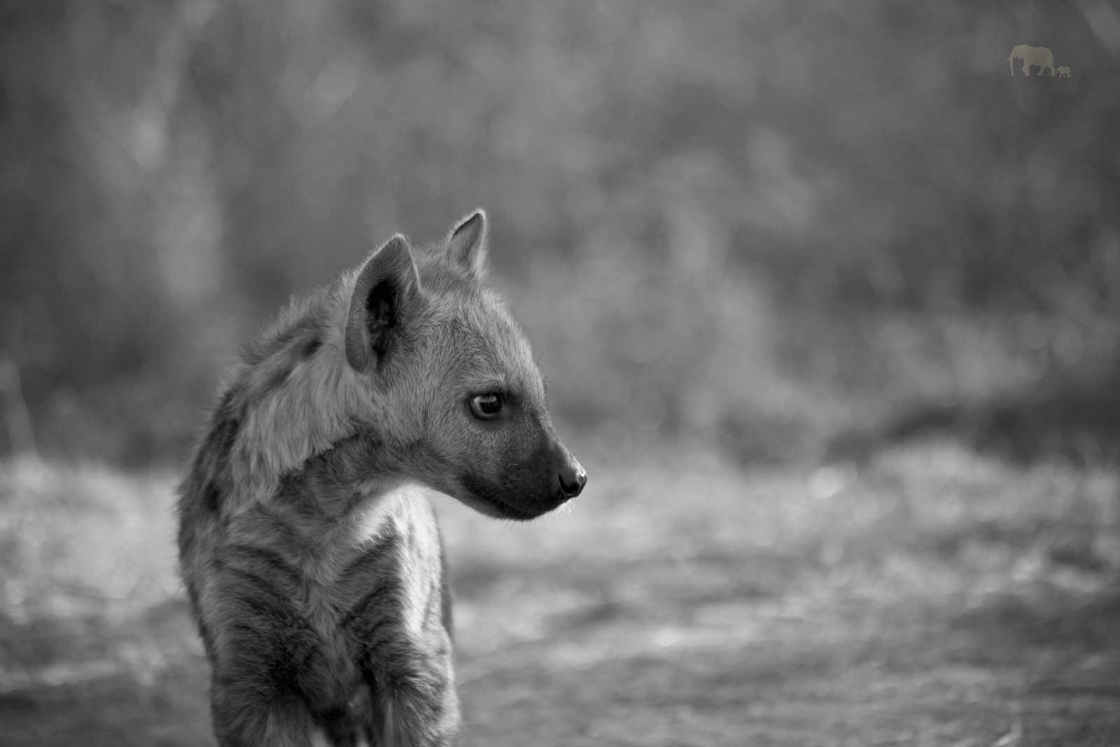 Hyena Cub Ivory Wilderness