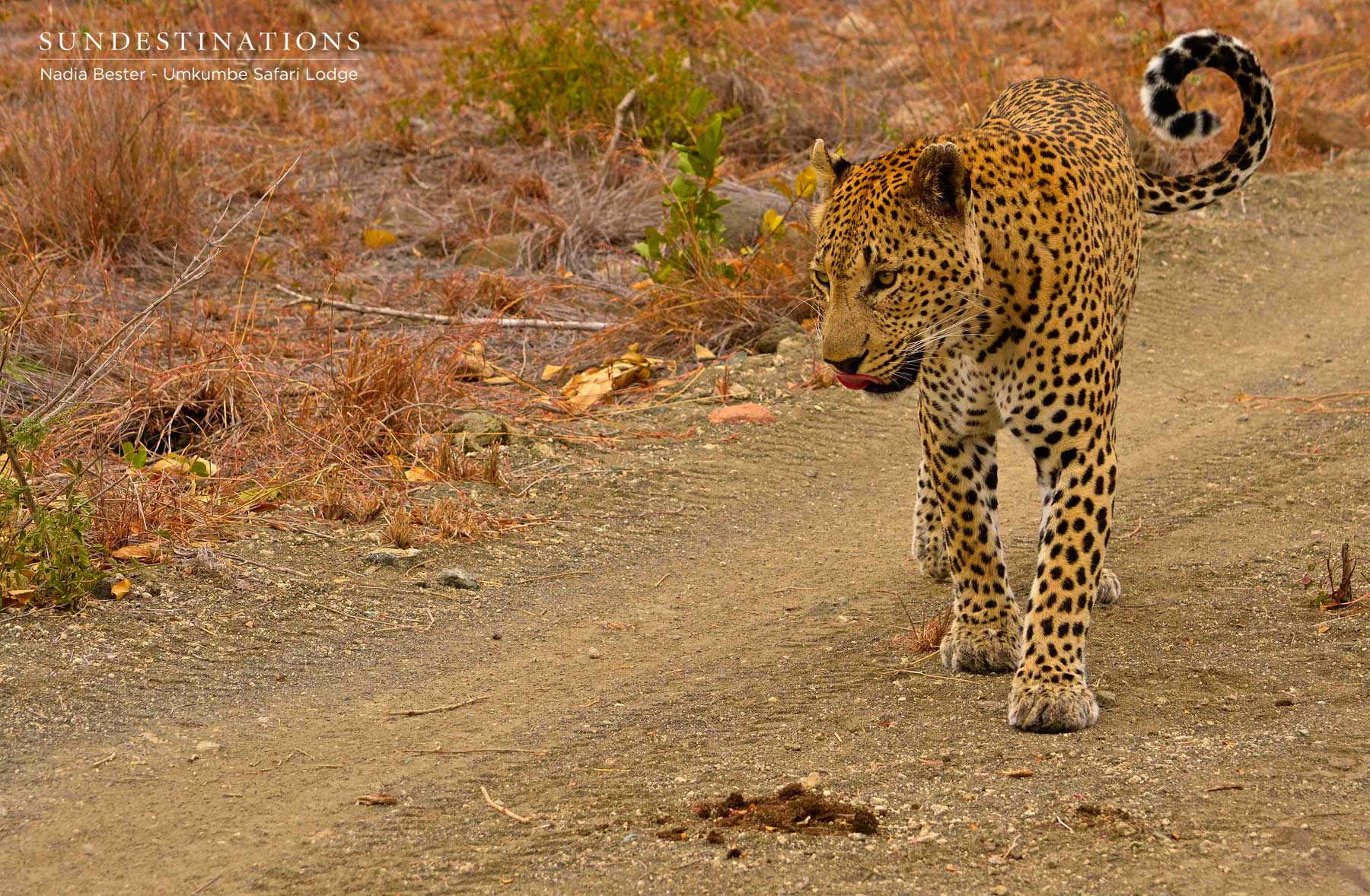 Mxabene the Male Leopard
