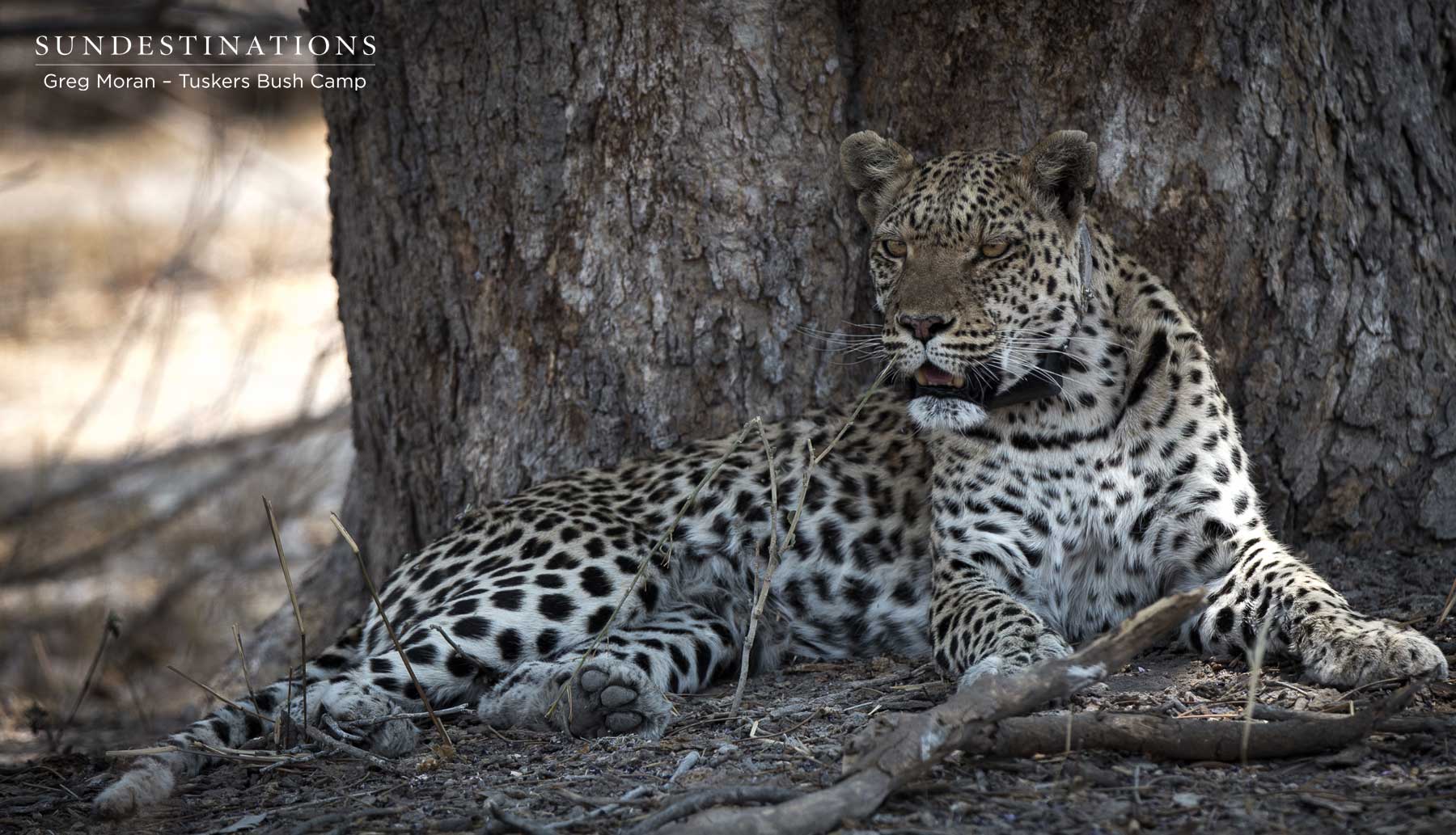 Leopard Tuskers Bush Camp