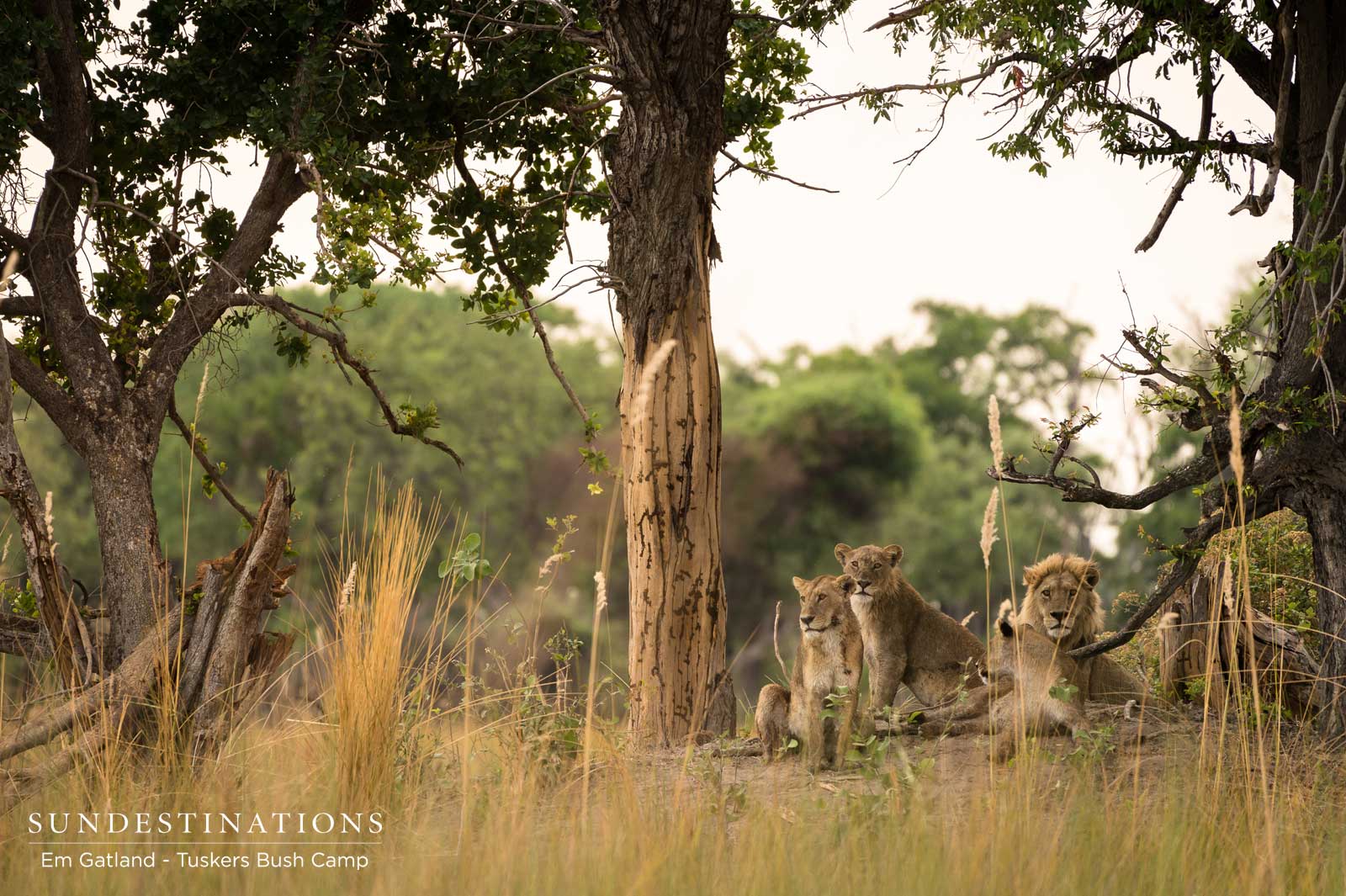 Tuskers Bush Camp Lions