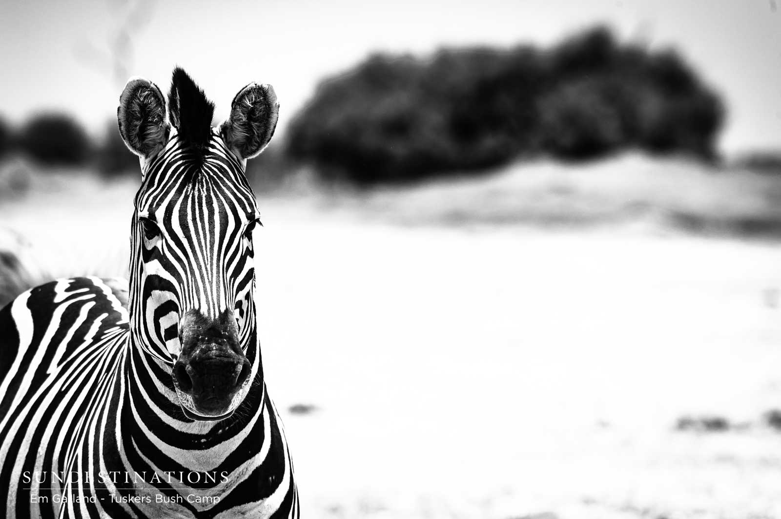 Zebra Tuskers Bush Camp