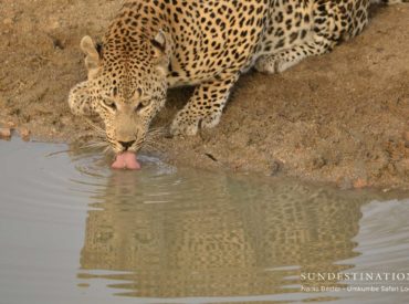 Our big cats, so powerful and stealth-like, dominate the food chain and command respect throughout the land. Sometimes they prefer to seek solitude in the thickets and other times they desire an audience to observe their craftsmanship when it comes to conducting kills. Their fearless ways are admired from afar and potential quarry lives in […]